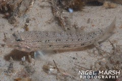 Istigobius nigroocellatus