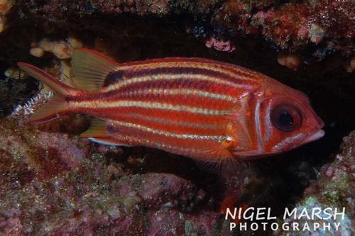 Dark-striped squirrelfish (Sargocentron praslin) — Holocentridae — 3