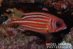 Sargocentron praslin