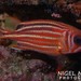 普拉斯林棘鱗魚 - Photo 由 Nigel Marsh 所上傳的 (c) Nigel Marsh，保留部份權利CC BY-NC