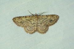 Mycterophora rubricans