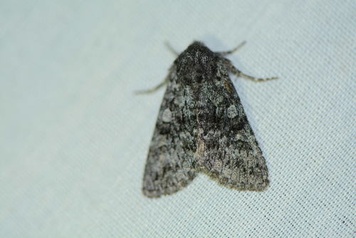iNaturalist observation photo of Cutworm Moths and Allies