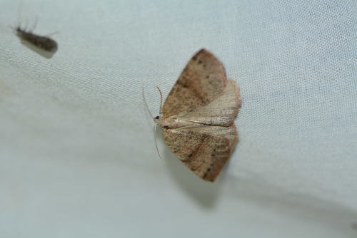 iNaturalist observation photo of Butterflies and Moths