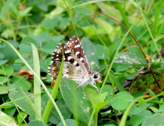 Spialia galba