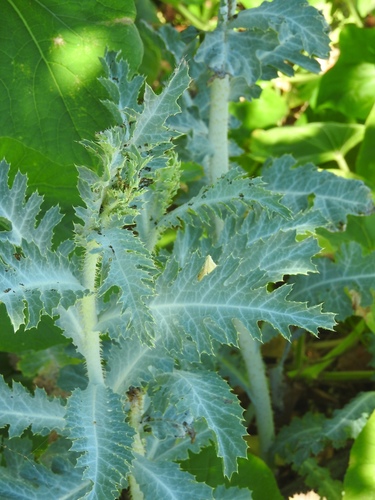 Argemone glauca