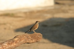 Turdus rufopalliatus graysoni