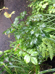 Pterophylla sylvicola