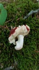 Xanthoconium purpureum