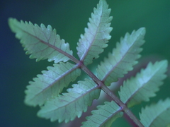Pterophylla sylvicola