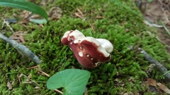 Xanthoconium purpureum