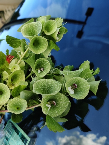 Bells-of-Ireland (Moluccella laevis)