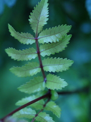 Pterophylla sylvicola