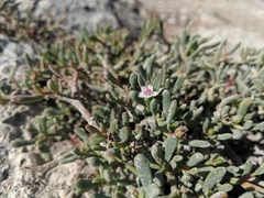 Sesuvium edmonstonei
