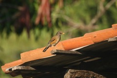 Turdus rufopalliatus graysoni