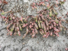 Illecebrum verticillatum