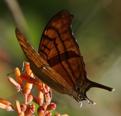 Marpesia eleuchea