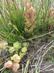 Pedicularis sylvatica