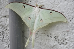 Actias selene