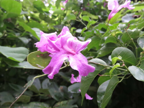 Fridericia floribunda, photograph 2