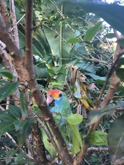 Amazona rhodocorytha