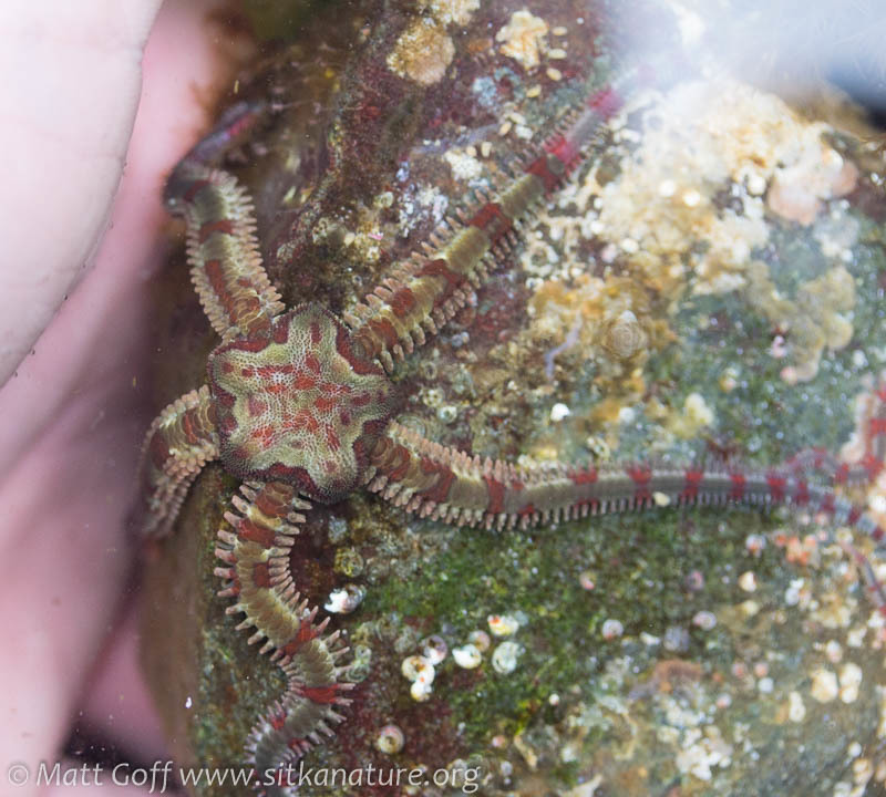 Daisy Brittle Star (Echinoderms of the North Eastern Pacific (Alaska to