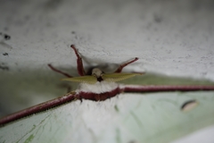 Actias selene