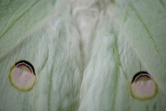 Actias selene