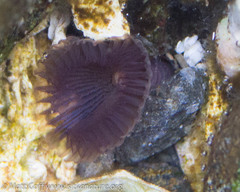 Myxicola