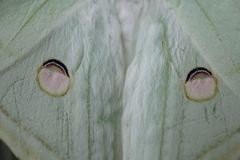 Actias selene
