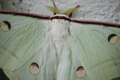 Actias selene