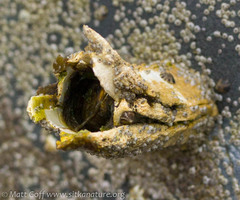 Semibalanus cariosus