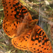 Apache Fritillary - Photo (c) Liam O'Brien, some rights reserved (CC BY-NC), uploaded by Liam O'Brien