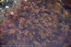 Abietinaria