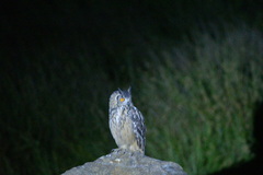 Bubo bengalensis