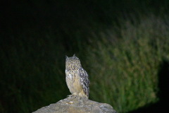 Bubo bengalensis