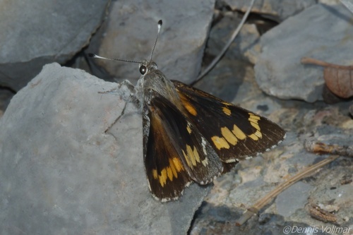 Huachuca Giant-Skipper