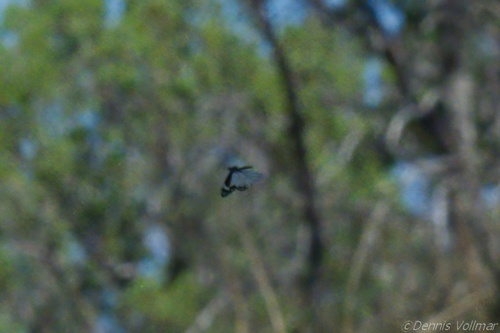 Chiricahua White photo 2