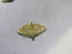 Margaroniini
