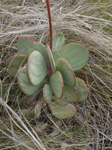Vertical-leaf (Senecio crassissimus)