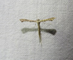 Stenoptilodes taprobanes
