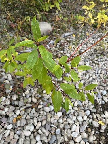 Image of Salix pyrifolia by no rights reserved