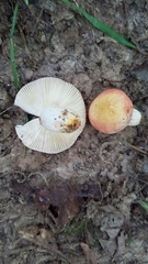 Russula flavisiccans