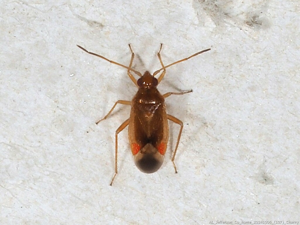 Ceratocapsus punctulatus