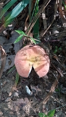 Russula flavisiccans