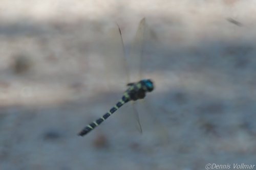 Apache Spiketail photo 3