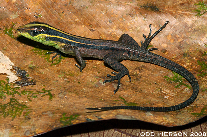 Striped Forest Whiptail