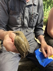 Acrocephalus scirpaceus