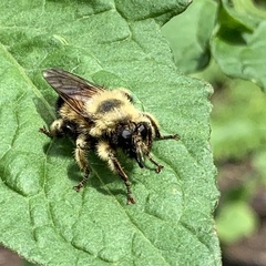 Laphria sacrator