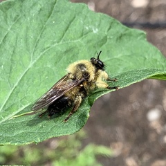 Laphria sacrator