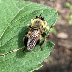 Laphria sacrator